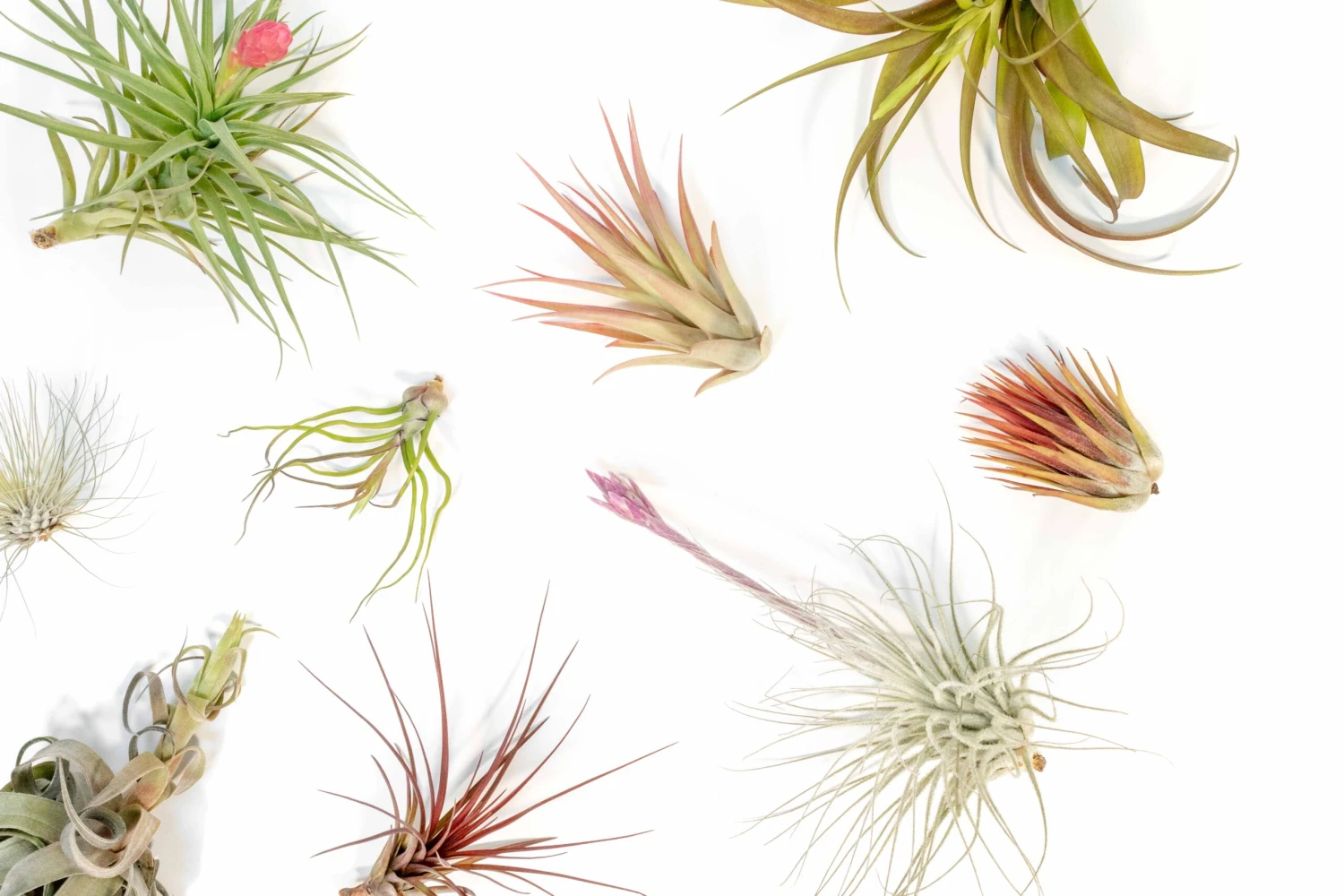 SALE - Tillandsia Air Plant Color, Blush & Bud Pack - Set Of 10 Or 20 - 35% Off 5 SALE - Tillandsia Air Plant Color, Blush & Bud Pack - Set Of 10 Or 20 - 35% Off - Image 5