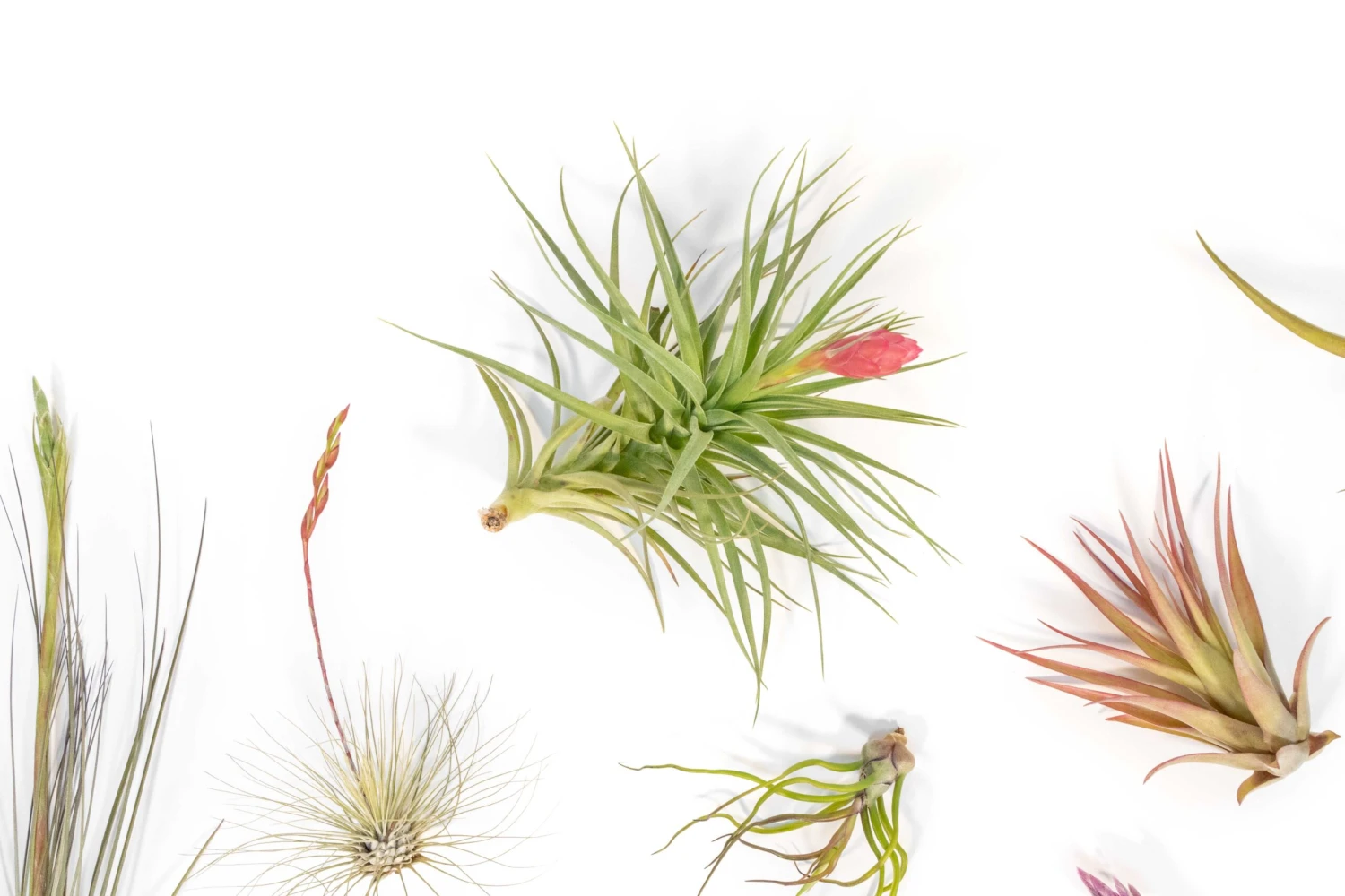 SALE - Tillandsia Air Plant Color, Blush & Bud Pack - Set Of 10 Or 20 - 35% Off 3 SALE - Tillandsia Air Plant Color, Blush & Bud Pack - Set Of 10 Or 20 - 35% Off - Image 3