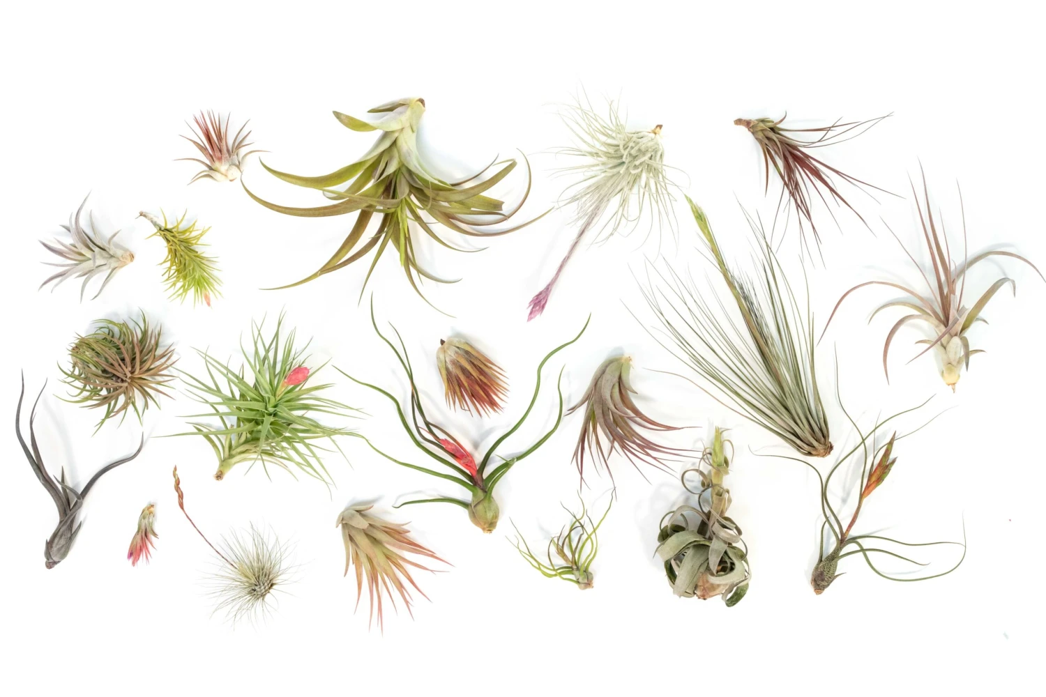 SALE - Tillandsia Air Plant Color, Blush & Bud Pack - Set Of 10 Or 20 - 35% Off 7 SALE - Tillandsia Air Plant Color, Blush & Bud Pack - Set Of 10 Or 20 - 35% Off - Image 7