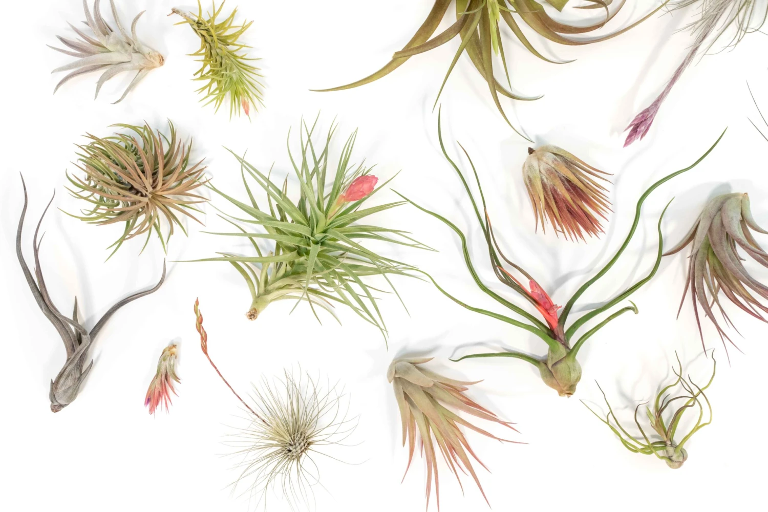 SALE - Tillandsia Air Plant Color, Blush & Bud Pack - Set Of 10 Or 20 - 35% Off 8 SALE - Tillandsia Air Plant Color, Blush & Bud Pack - Set Of 10 Or 20 - 35% Off - Image 8