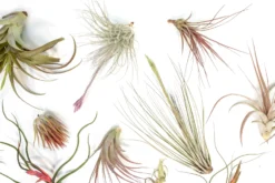 SALE - Tillandsia Air Plant Color, Blush & Bud Pack - Set Of 10 Or 20 - 35% Off 17 SALE - Tillandsia Air Plant Color, Blush & Bud Pack - Set Of 10 Or 20 - 35% Off -Air Plant Supply Store Tillandsia Air Plant Blooming Blushing 7 scaled