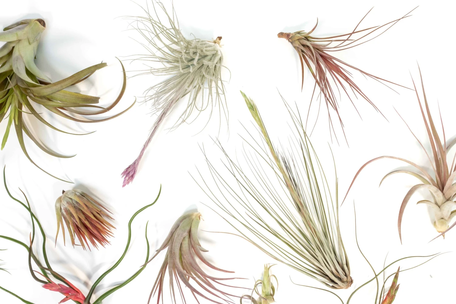 SALE - Tillandsia Air Plant Color, Blush & Bud Pack - Set Of 10 Or 20 - 35% Off 9 SALE - Tillandsia Air Plant Color, Blush & Bud Pack - Set Of 10 Or 20 - 35% Off - Image 9