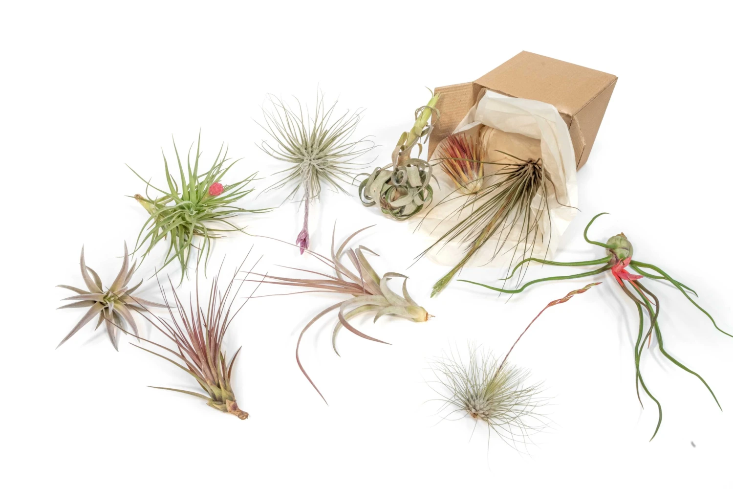 SALE - Tillandsia Air Plant Color, Blush & Bud Pack - Set Of 10 Or 20 - 35% Off 1 SALE - Tillandsia Air Plant Color, Blush & Bud Pack - Set Of 10 Or 20 - 35% Off