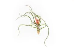 Large Tillandsia Bulbosa Belize Air Plants / 6-8 Inch Plants 5 Large Tillandsia Bulbosa Belize Air Plants / 6-8 Inch Plants -Air Plant Supply Store Tillandsia Air Plant Bulbosa Belize 2