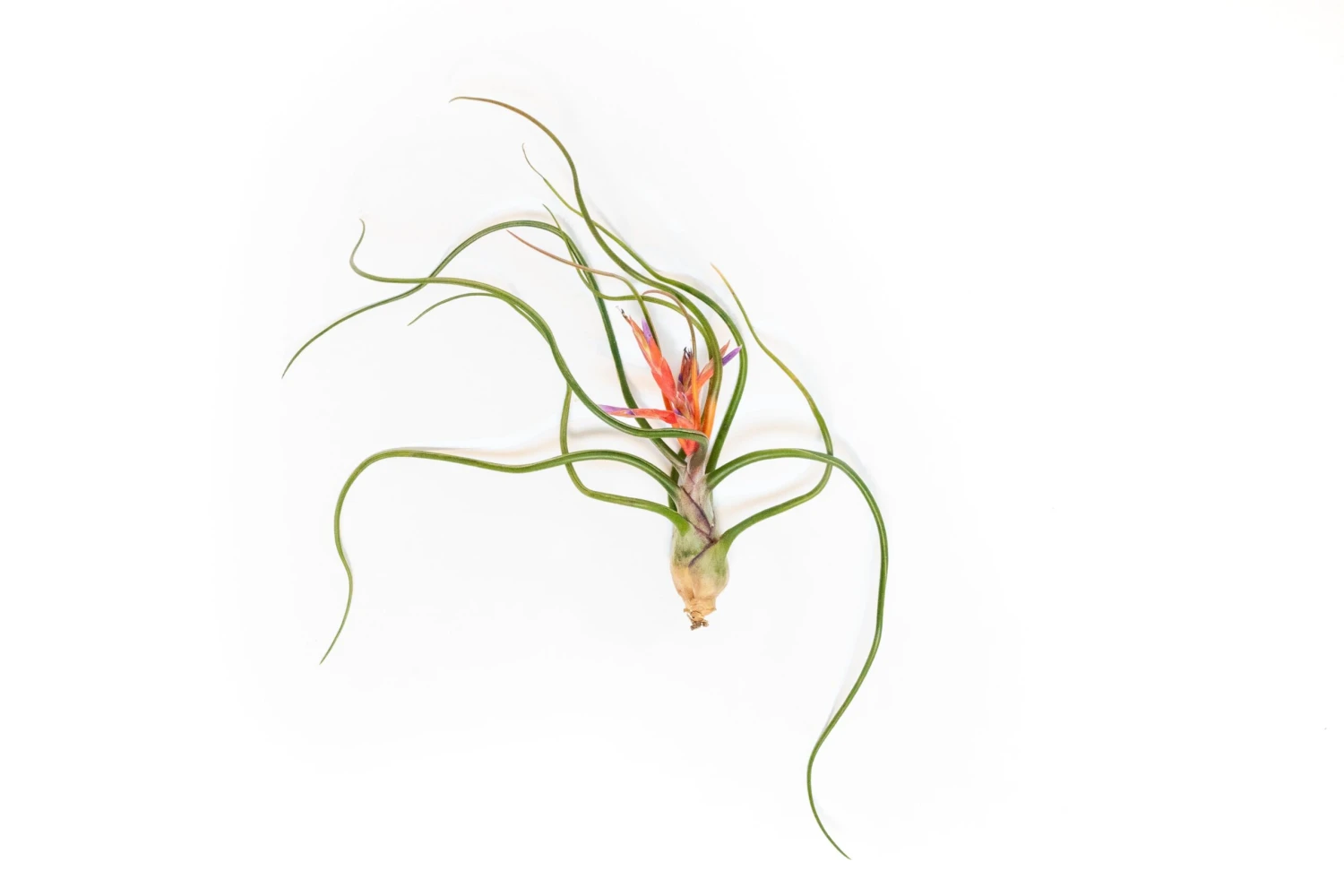 Large Tillandsia Bulbosa Belize Air Plants / 6-8 Inch Plants 2 Large Tillandsia Bulbosa Belize Air Plants / 6-8 Inch Plants - Image 2