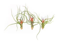 Large Tillandsia Bulbosa Belize Air Plants / 6-8 Inch Plants -Air Plant Supply Store Tillandsia Air Plant Bulbosa Belize 3 scaled