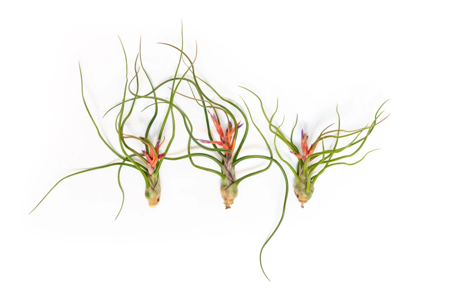 Large Tillandsia Bulbosa Belize Air Plants / 6-8 Inch Plants 4 Large Tillandsia Bulbosa Belize Air Plants / 6-8 Inch Plants - Image 4
