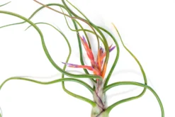 Large Tillandsia Bulbosa Belize Air Plants / 6-8 Inch Plants -Air Plant Supply Store Tillandsia Air Plant Bulbosa Belize 4 scaled