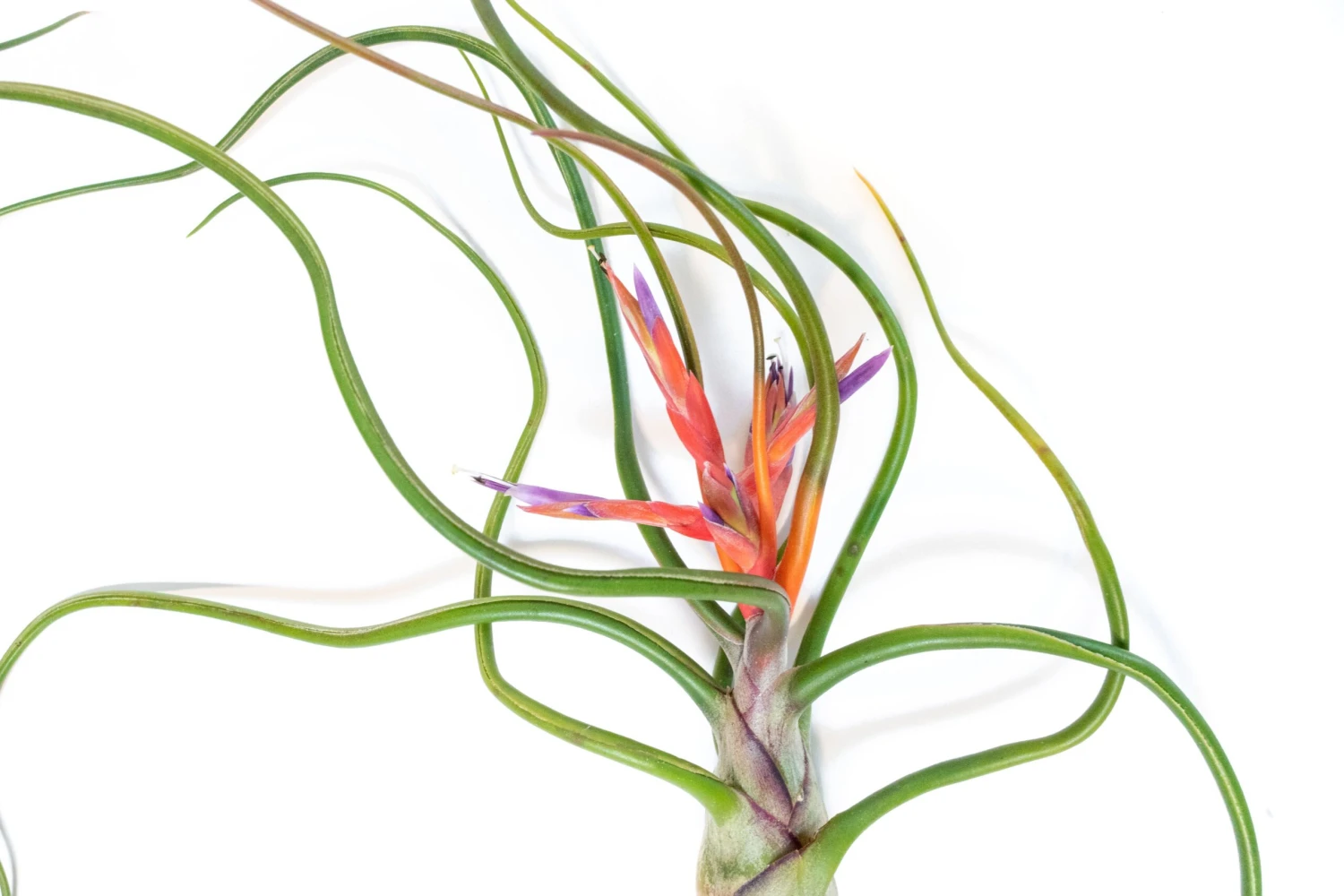 Large Tillandsia Bulbosa Belize Air Plants / 6-8 Inch Plants 3 Large Tillandsia Bulbosa Belize Air Plants / 6-8 Inch Plants - Image 3