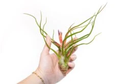 Large Tillandsia Air Plant Variety Pack - 5 Big Plants -Air Plant Supply Store Tillandsia Air Plant Bulbosa Belize 1