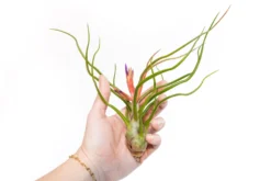 Large Tillandsia Air Plant Variety - Set Of 10, 15, Or 20 - 40% Off -Air Plant Supply Store Tillandsia Air Plant Bulbosa Belize 1 72249a31 ccdc 41fc 8b04 898e24e13b33 scaled