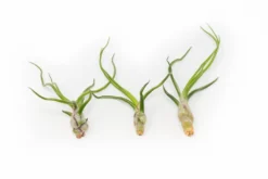 The Wild Things Collection Of Tillandsia Air Plants 10 The Wild Things Collection Of Tillandsia Air Plants -Air Plant Supply Store Tillandsia Air Plant Bulbosa Guatemala 1 scaled