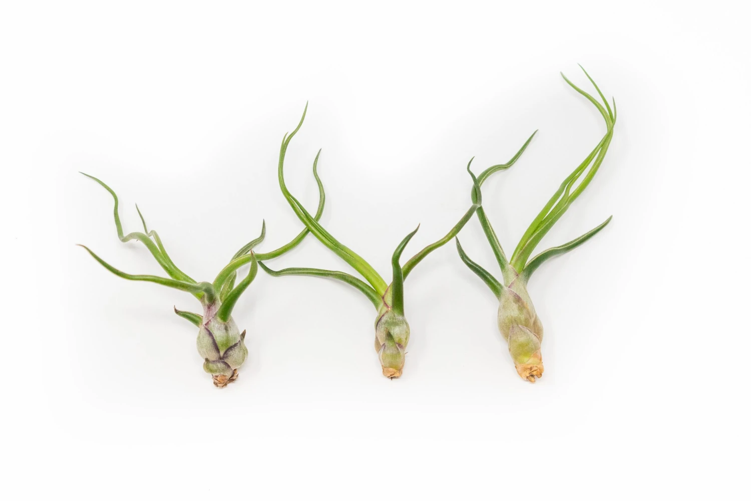 SALE - The Wild Things Collection Of Tillandsia Air Plants - Set Of 9 Or 18 Air - 70% Off 2 SALE - The Wild Things Collection Of Tillandsia Air Plants - Set Of 9 Or 18 Air - 70% Off - Image 2