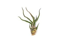 Tillandsia Bulbosa Guatemala Air Plants