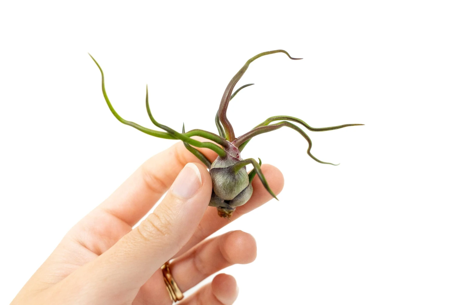 Tillandsia Bulbosa Guatemala Air Plants 2 Tillandsia Bulbosa Guatemala Air Plants - Image 2