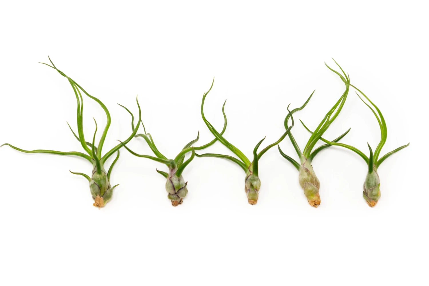 SALE - Tillandsia Bulbosa Guatemala Air Plants - Set Of 10, 20, Or 30 - 40% Off 3 SALE - Tillandsia Bulbosa Guatemala Air Plants - Set Of 10, 20, Or 30 - 40% Off - Image 3