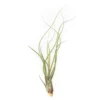 XL Tillandsia Butzii Air Plants / 10-18 Inch Plants
