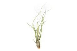 XL Tillandsia Butzii Air Plants / 10-18 Inch Plants