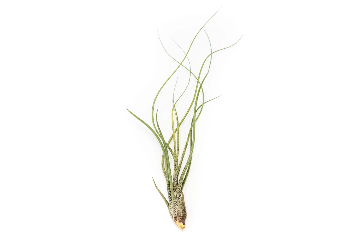 XL Tillandsia Butzii Air Plants / 10-18 Inch Plants 1 XL Tillandsia Butzii Air Plants / 10-18 Inch Plants