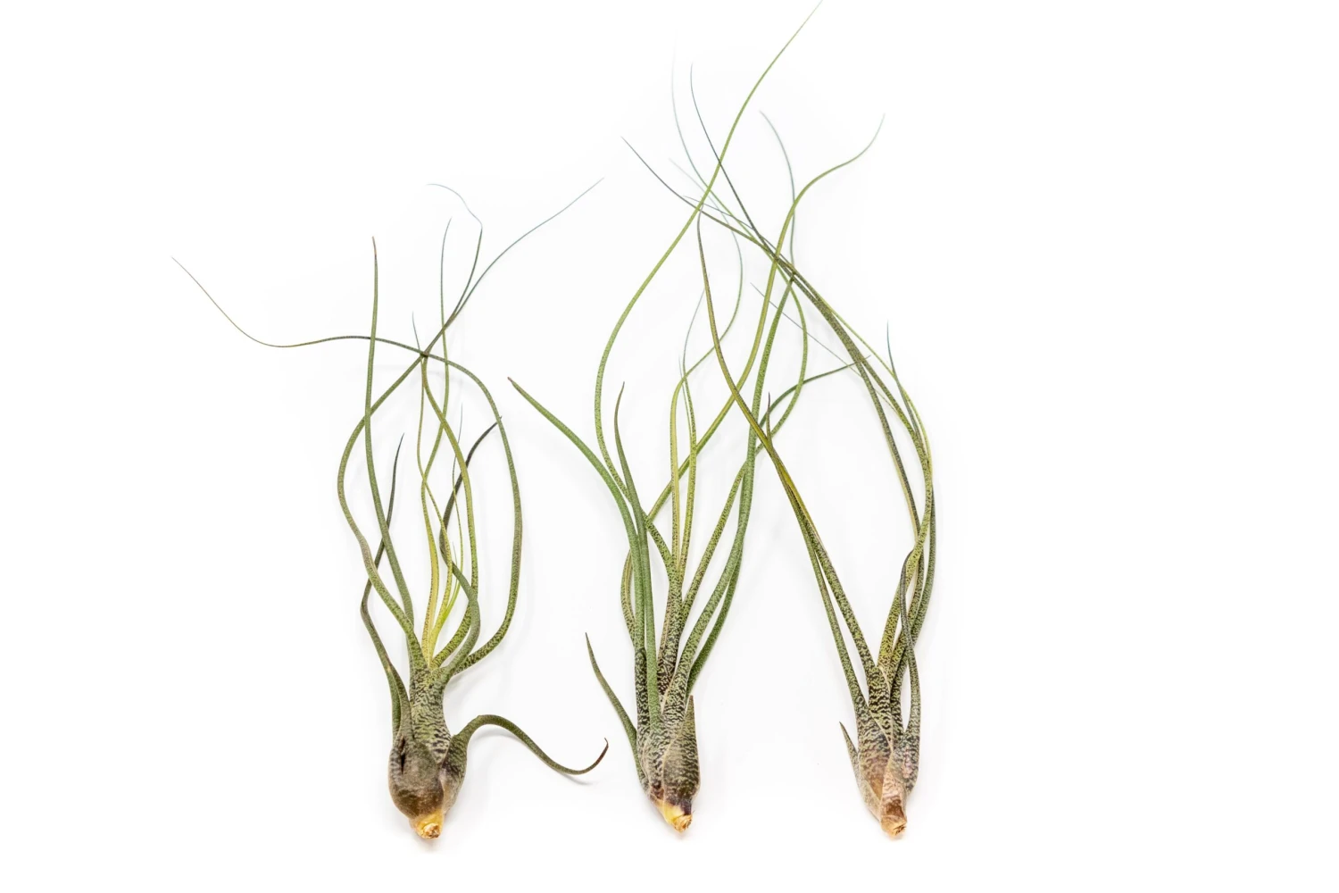 XL Tillandsia Butzii Air Plants / 10-18 Inch Plants 2 XL Tillandsia Butzii Air Plants / 10-18 Inch Plants - Image 2