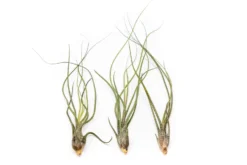 Large Tillandsia Butzii Air Plants / 6-9 Inch Plants -Air Plant Supply Store Tillandsia Air Plant Butzii 2 7f5d9fea 279c 42d9 aaad 14aaac4b14c5 scaled