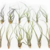 SALE - Large Tillandsia Butzii Air Plants - Set Of 10 Or 20 Air Plants - 40% Off