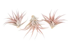 Large Tillandsia Capitata Peach Air Plants / 4-6 Inch Plants -Air Plant Supply Store Tillandsia Air Plant Capitata Peach 1 scaled