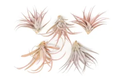 Large Tillandsia Capitata Peach Air Plants / 4-6 Inch Plants -Air Plant Supply Store Tillandsia Air Plant Capitata Peach 2 scaled