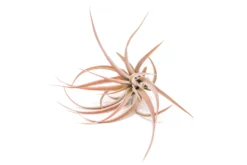 Large Tillandsia Capitata Peach Air Plants / 4-6 Inch Plants -Air Plant Supply Store Tillandsia Air Plant Capitata Peach Large 1 scaled