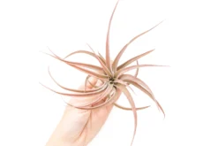 Large Tillandsia Capitata Peach - Set Of 5, 10, Or 20 Air Plants - 50% Off -Air Plant Supply Store Tillandsia Air Plant Capitata Peach Large 2 5d068065 2594 42af b080 c4129c124f58 scaled