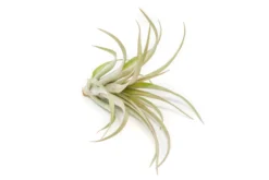 [IN BLUSH NOW!] Tillandsia 'Capitata Red' Air Plants -Air Plant Supply Store Tillandsia Air Plant Capitata Red 3 scaled