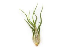 The Mayan Collection Of Tillandsia Air Plants -Air Plant Supply Store Tillandsia Air Plant Caput Medusae 1 0dd8ba71 2cd4 4b5b b24c efcc66df49a2 1