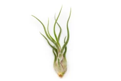 Large Tillandsia Air Plant Variety - Set Of 10, 15, Or 20 - 40% Off -Air Plant Supply Store Tillandsia Air Plant Caput Medusae 1 92cc7007 1969 402f af19 138f015b2597 scaled