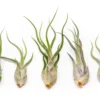 SALE - Tillandsia Caput Medusae Air Plants - Set Of 10 Or 20 - 70% Off