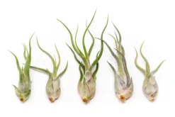 SALE - Tillandsia Caput Medusae Air Plants - Set Of 10 Or 20 - 70% Off