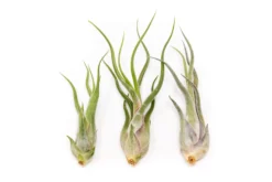 SALE - Tillandsia Caput Medusae Air Plants - Set Of 10 Or 20 - 70% Off -Air Plant Supply Store Tillandsia Air Plant Caput Medusae 3 scaled