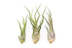 SALE - The Wild Things Collection Of Tillandsia Air Plants - Set Of 9 Or 18 Air - 70% Off 10 SALE - The Wild Things Collection Of Tillandsia Air Plants - Set Of 9 Or 18 Air - 70% Off -Air Plant Supply Store Tillandsia Air Plant Caput Medusae 3 3cf780c2 6c3b 4b76 9743 db0c4a135958