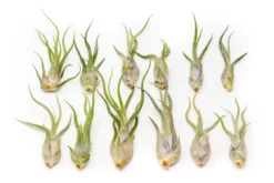 SALE - Tillandsia Caput Medusae Air Plants - Set Of 10 Or 20 - 70% Off -Air Plant Supply Store Tillandsia Air Plant Caput Medusae 4 scaled