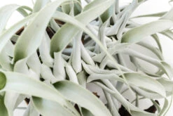 Tillandsia Cacticola Long Form Silver Air Plants -Air Plant Supply Store Tillandsia Air Plant Caticola 10