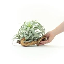 Tillandsia Cacticola Long Form Silver Air Plants -Air Plant Supply Store Tillandsia Air Plant Caticola 22