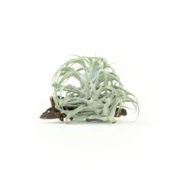 Tillandsia Cacticola Long Form Silver Air Plants -Air Plant Supply Store Tillandsia Air Plant Caticola 24