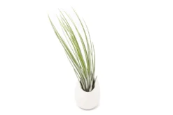 Gift Wrapped Large Ivory Ceramic Vase With Assorted Tillandsia Air Plant -Air Plant Supply Store Tillandsia Air Plant Ceramic Pod Juncea scaled