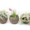 Set Of 3 Charcoal Clay Containers With Premium Tillandsia Air Plants