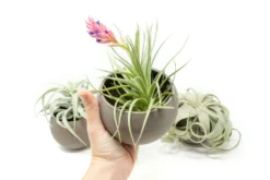 Set Of 3 Charcoal Clay Containers With Premium Tillandsia Air Plants -Air Plant Supply Store Tillandsia Air Plant Charcoal Clay Container 2 bb528a19 bbe4 4130 bbdd eed74624dbc7 scaled