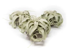 Set Of 3 Charcoal Clay Containers With Premium Tillandsia Air Plants -Air Plant Supply Store Tillandsia Air Plant Charcoal Clay Container 3 29c30ced fb10 46e1 81e7 cdadcf44680b scaled