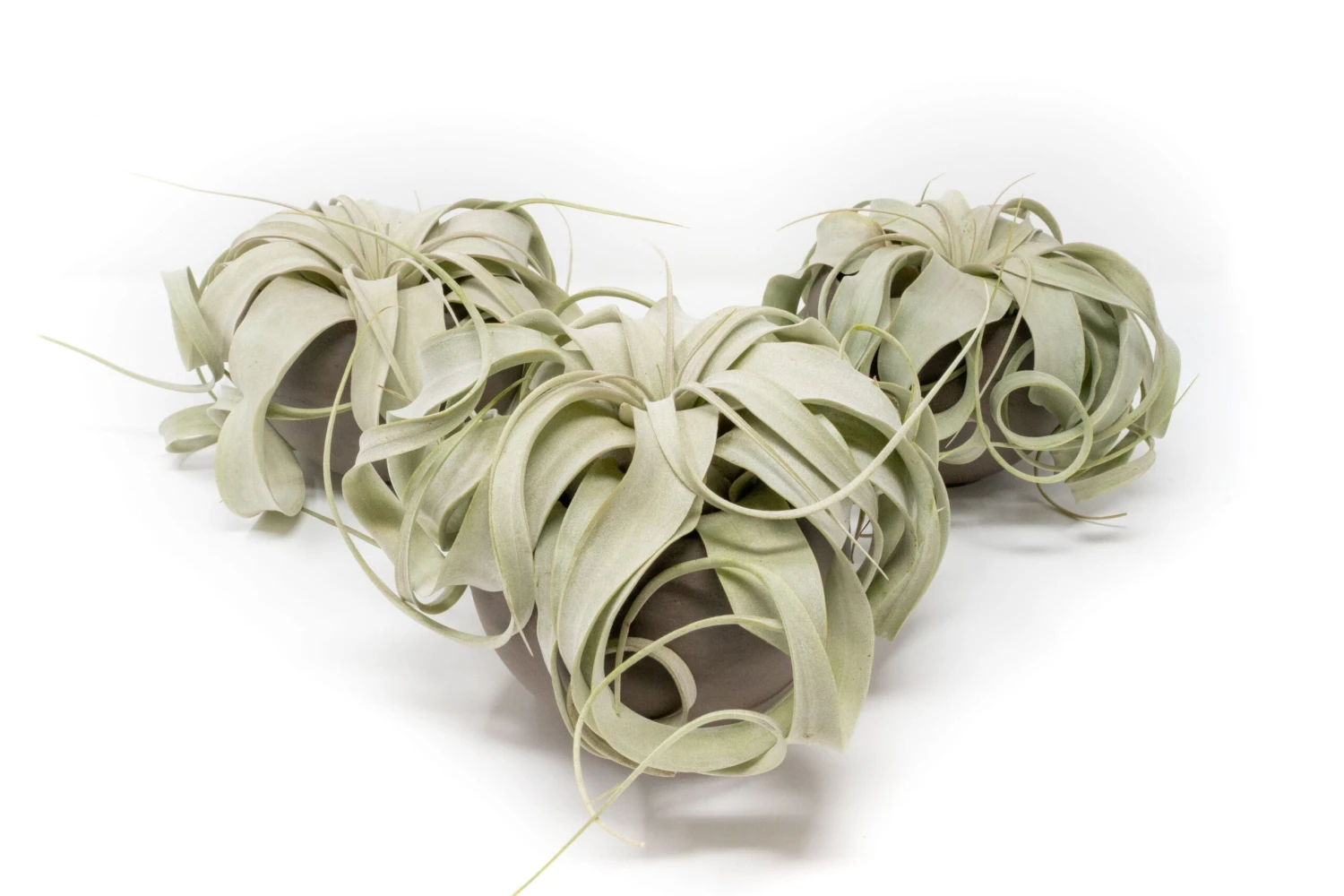 Set Of 3 Charcoal Clay Containers With Mini Tillandsia Xerographica Air Plants 1 Set Of 3 Charcoal Clay Containers With Mini Tillandsia Xerographica Air Plants