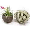 Set Of 2 Charcoal Clay Containers With Custom Premium Tillandsia Air Plants