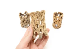 Natural Cholla Wood Container - 3 Inches Tall -Air Plant Supply Store Tillandsia Air Plant Cholla Wood 1 scaled