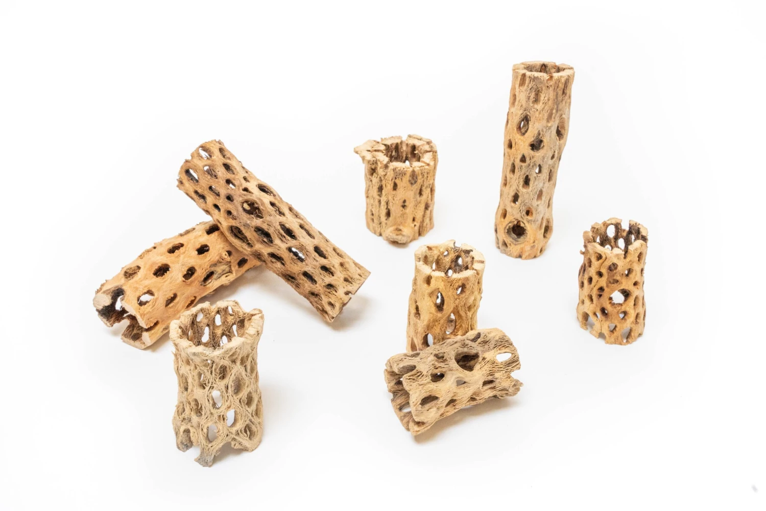 Natural Cholla Wood Container - 6 Inches Tall With Tillandsia Assorted Air Plants 5 Natural Cholla Wood Container - 6 Inches Tall With Tillandsia Assorted Air Plants - Image 5