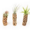 Natural Cholla Wood Container - 6 Inches Tall With Tillandsia Assorted Air Plants